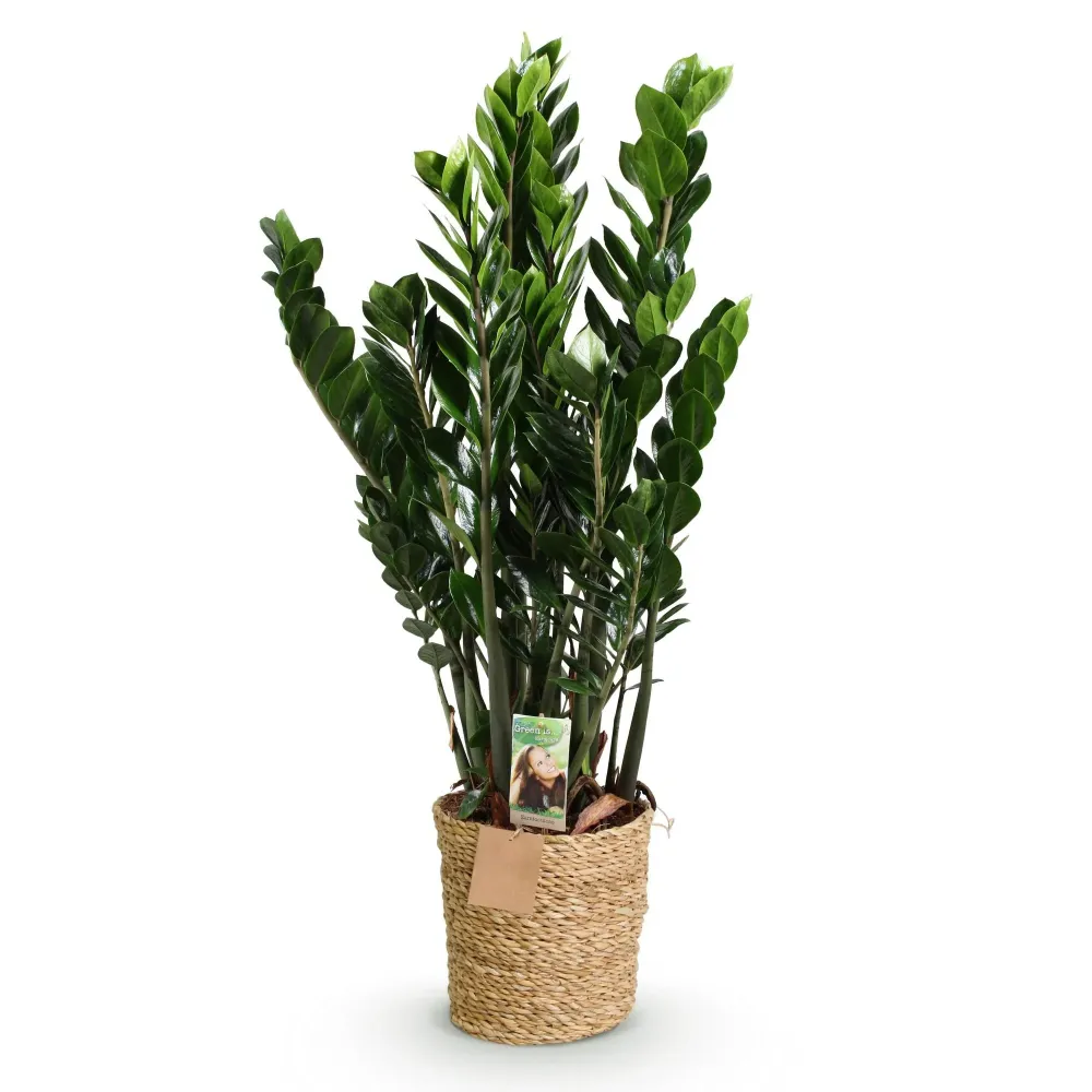 Zamioculcas ZZ e cestino