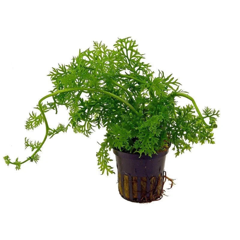 Aquaflora - Ceratopteris Thalictroides