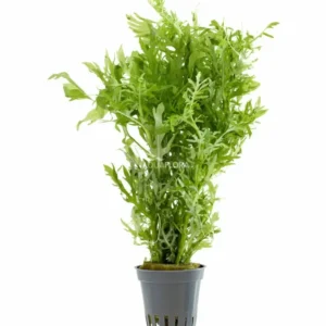 Aquaflora - Hygrophila Difformis