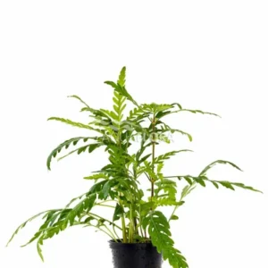 Aquaflora - Hygrophila Pinnatifida