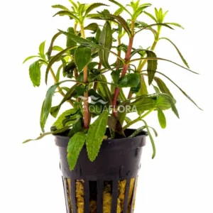 Aquaflora - Limnophila Aromatica
