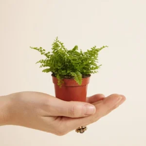 Felce Nephrolepis
