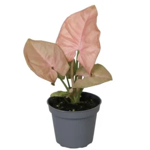 Syngonium Neon Robusta - Pianta Rara