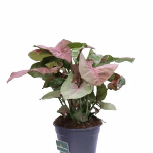 Syngonium Red Heart - Pianta Rara