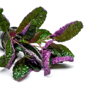Hemigraphis colorata