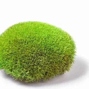 Muschio leucobryum glaucum