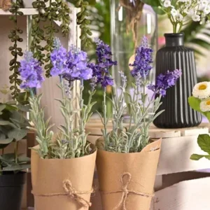 MAGNUS Piantina sacchetto lavanda c/piantina