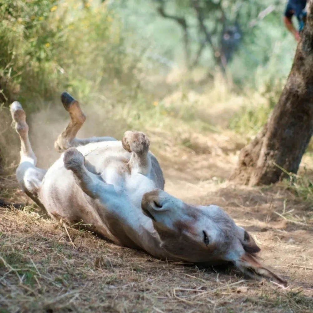 Cammina con gli asini sulle colline di Pisa