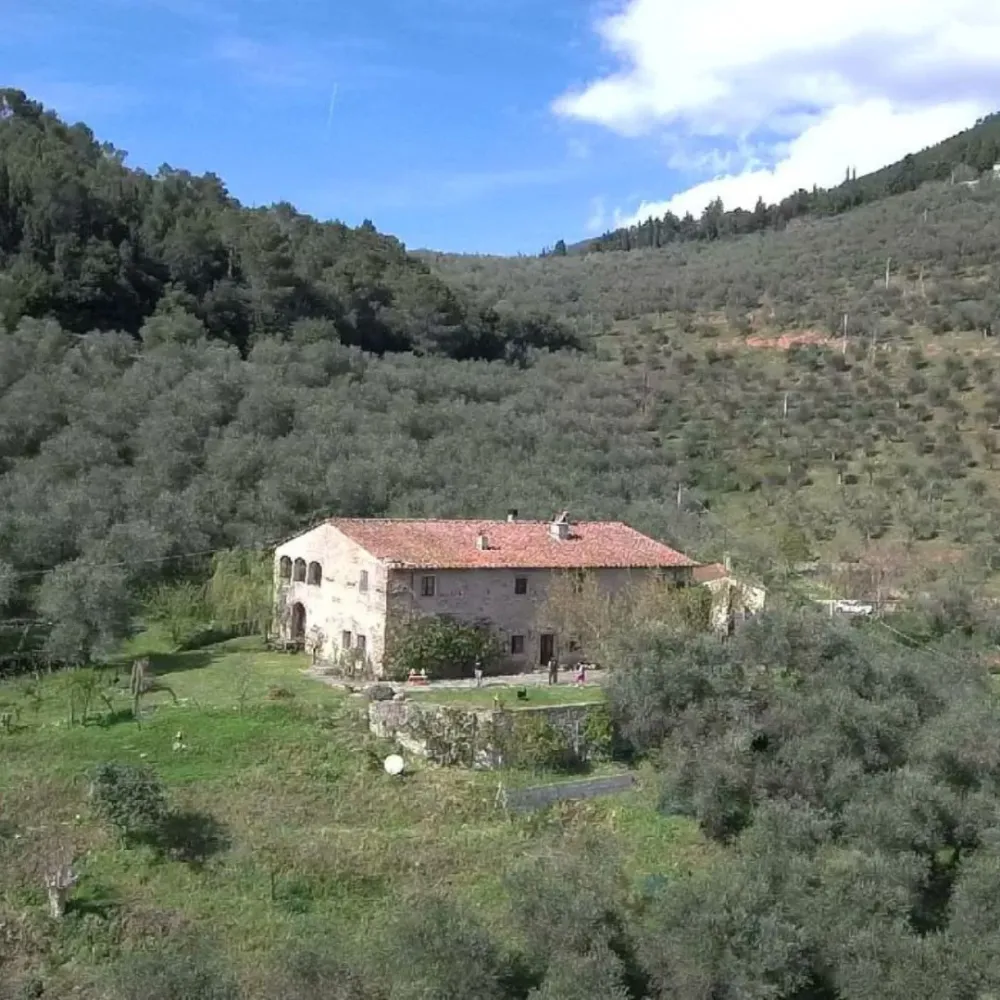 Tour dell'Oliva con Degustazione di Olio e Cibo vicino Pisa
