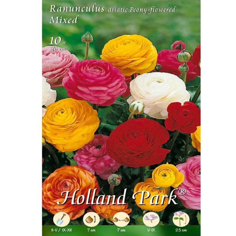 Ranuncoli asiatic Peony flowered Mix - 10 Bulbi