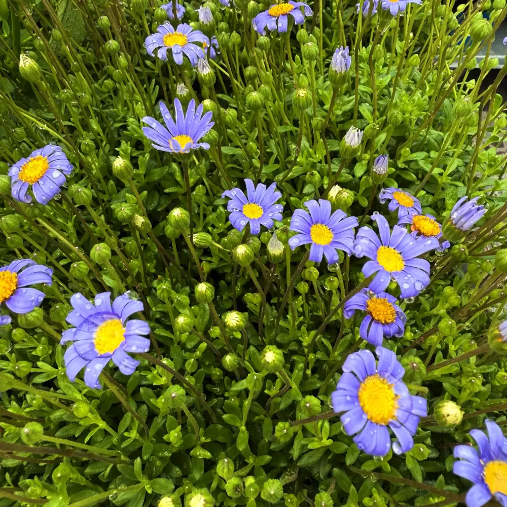 Agatea (Felicia amelloides) – Agathea dai fiori azzurri per aiuole e bordure