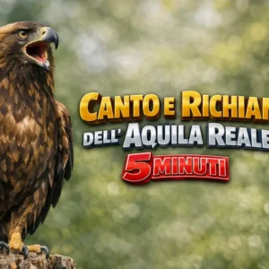 CANTO DELL'AQUILA REALE VERSO RICHIAMO DOLCE ARMONIOSO MISTERIOSO EUROPEA E VARI RICHIAMI CON SOTTOFONDO ALTRI UCCELLI FOR...
