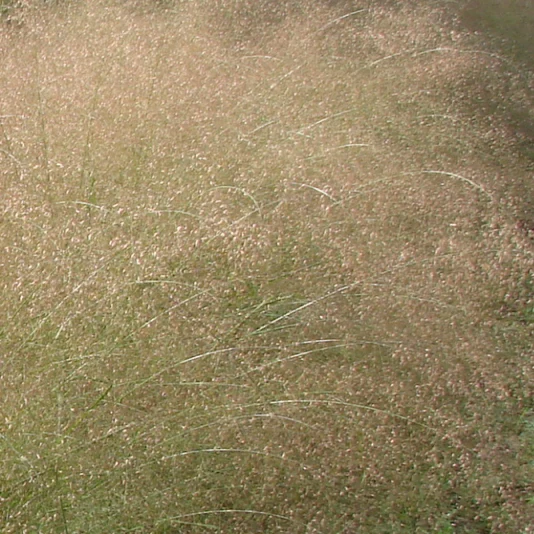 Eragrostis Trichodes – Graminacea ornamentale dai fiori rossi