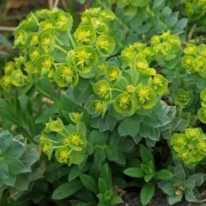 Euphorbia myrsinites – Perenne tappezzante con brattee giallo-verdi e fogliame grigio