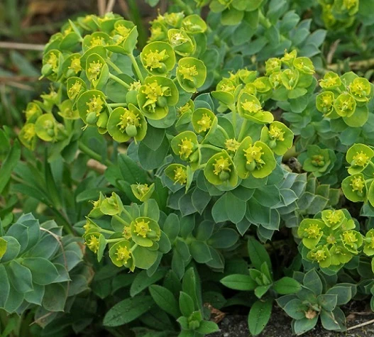 Euphorbia myrsinites – Perenne tappezzante con brattee giallo-verdi e fogliame grigio