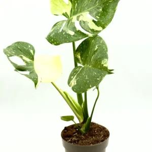 Monstera Thai Constellation - La Regina delle Galassie Verdi