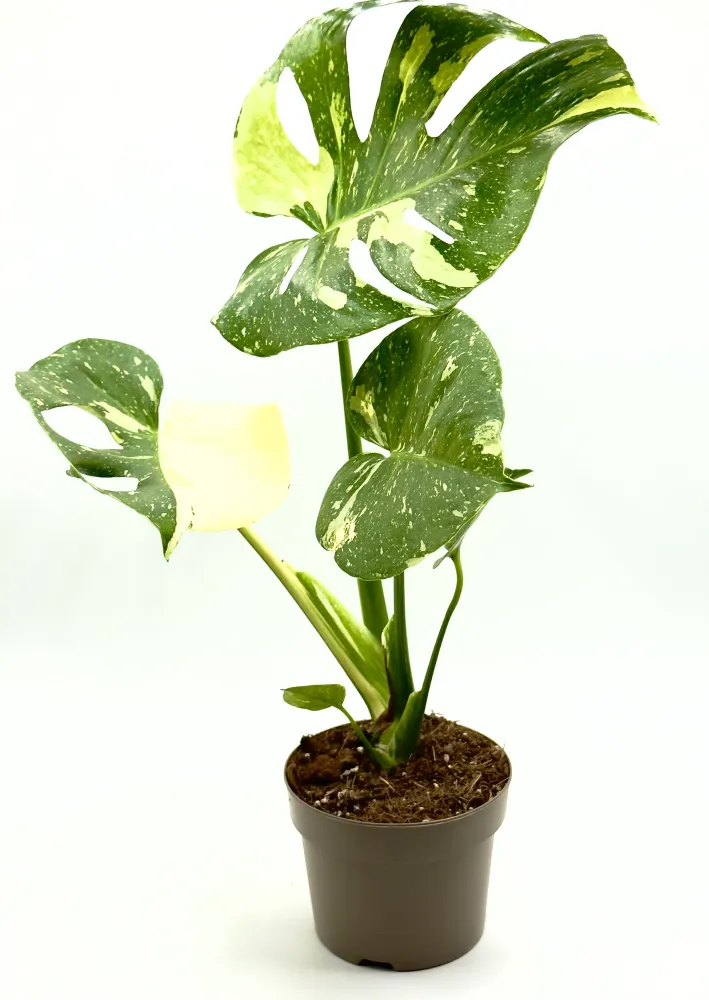 Monstera Thai Constellation - La Regina delle Galassie Verdi