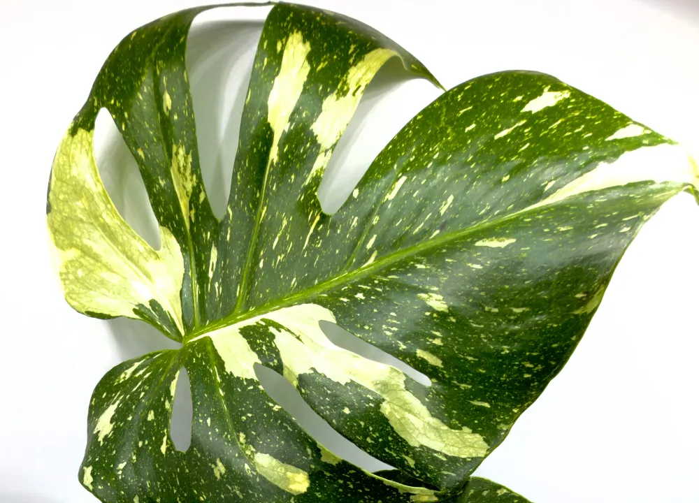Monstera Thai Constellation - La Regina delle Galassie Verdi