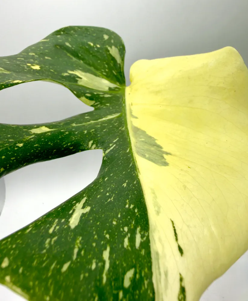 Monstera Thai Constellation - La Regina delle Galassie Verdi