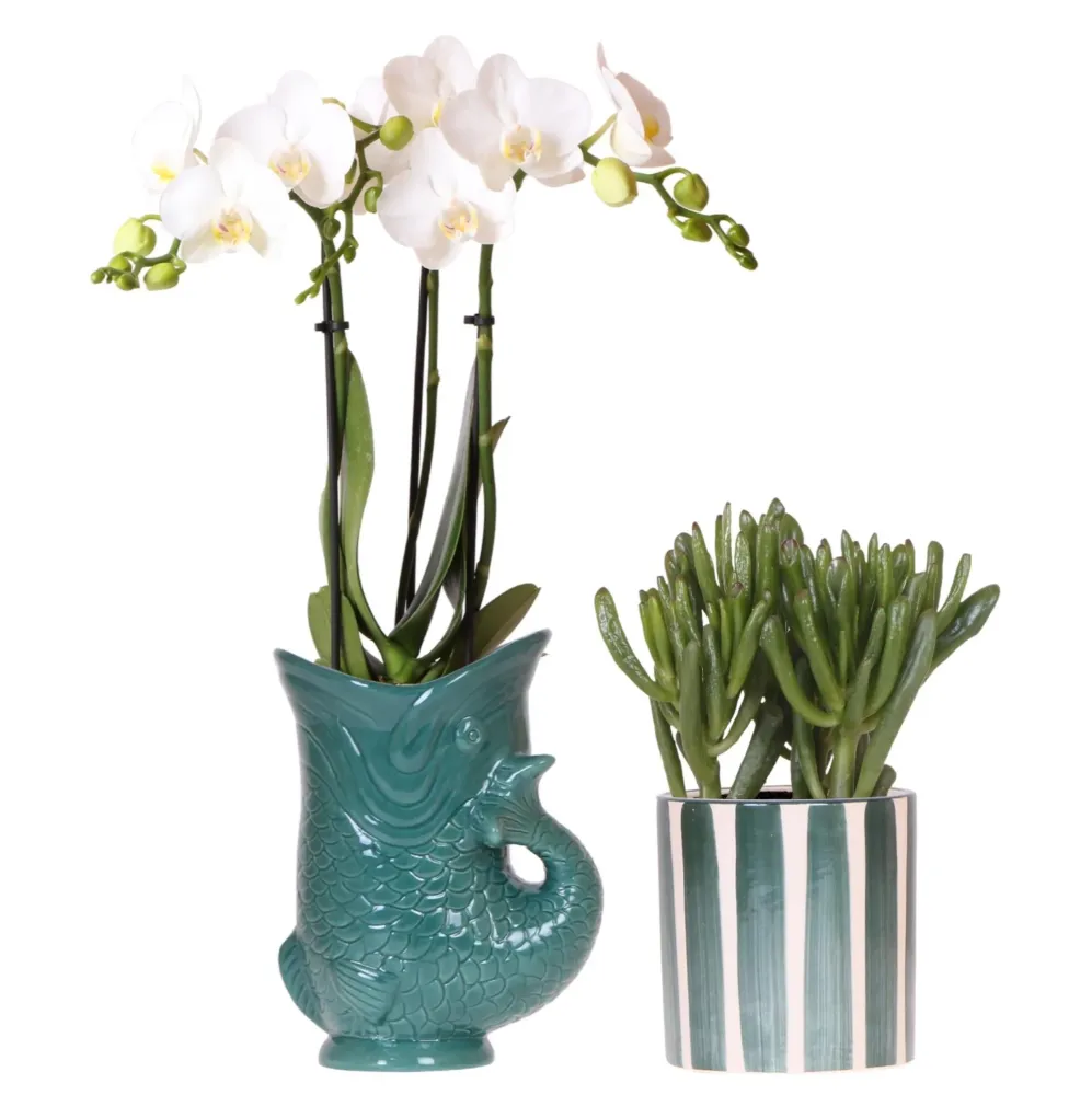 Orchidea Amabilis e Crassula vasi verdi
