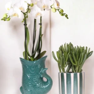 Orchidea Amabilis e Crassula vasi verdi