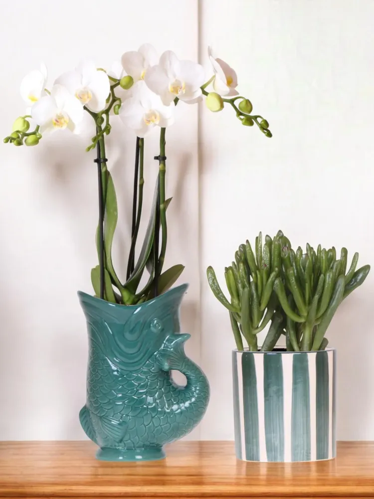 Orchidea Amabilis e Crassula vasi verdi