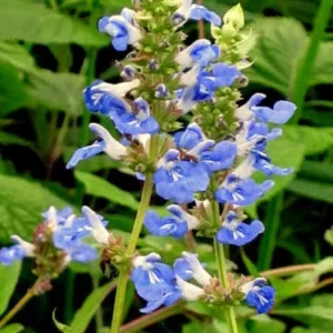 Salvia Uliginosa – Salvia ornamentale dai fiori azzurri
