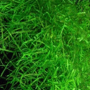 Vesicularia Dubyana “Java Moss”