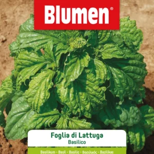 Semi Basilico Foglia Di Lattuga