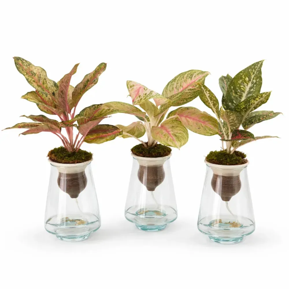 Aglaonema Mix idrocoltura con cono terracotta