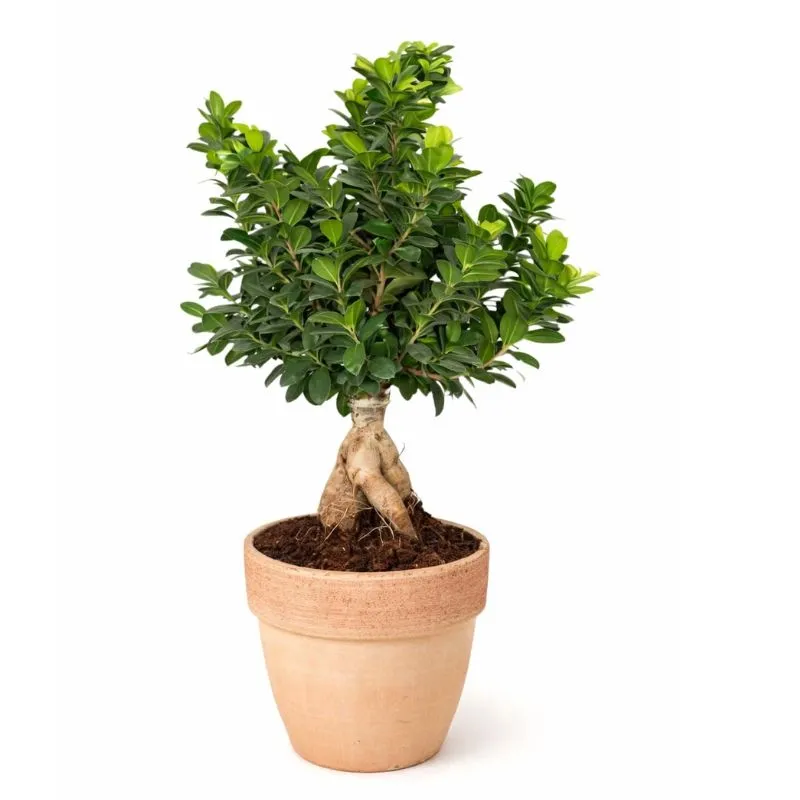 BONSAI F. GINSENG 1000 GR. TERRACOTTA PALLADIO D. 25