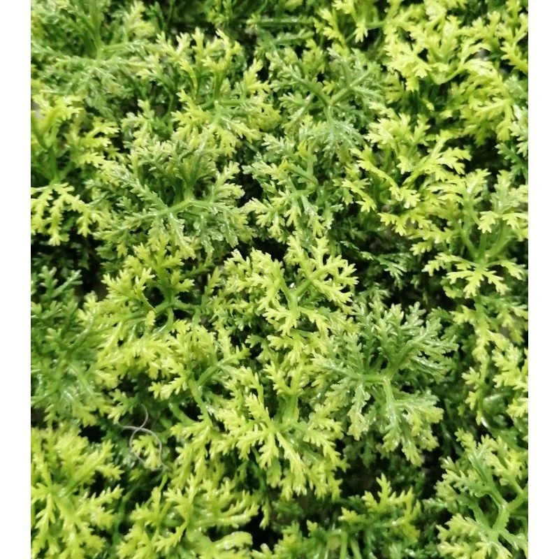 Siepe artificiale 3D 50x50 cm Lichene | Xone