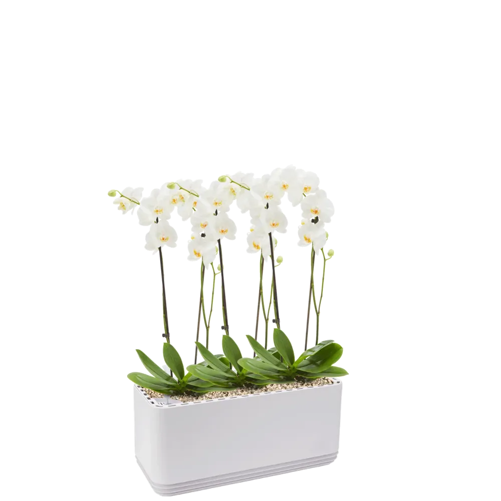 Sistema AIRY L Orquídeas Gris AIRY Green Solutions GmbH