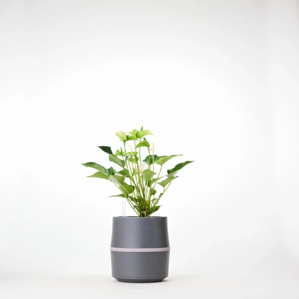 AIRY System S Flamingoblume (Anthurie) Creme Gris AIRY Green Solutions GmbH