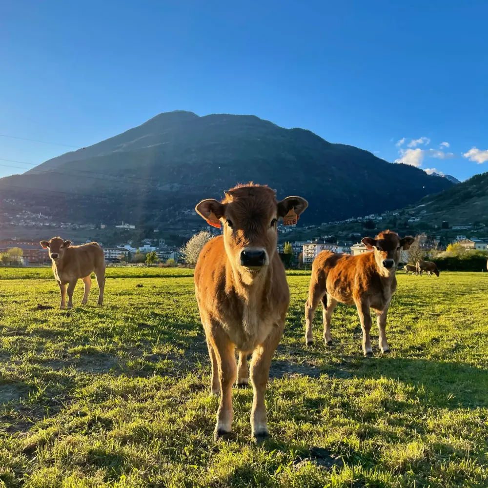Soggiorno chalet privato e visita fattoria