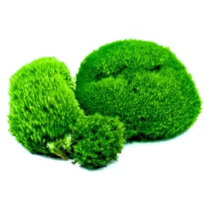 Muschio Cuscinetto (Leucobryum glaucum) - Il Soffice Tappeto di Colline Vive