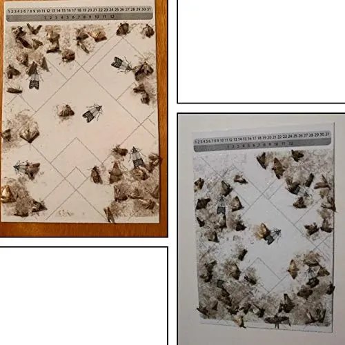 PIC Trappola Anti Tarme del Cibo - Confezione da 3 buste con due trappole =...