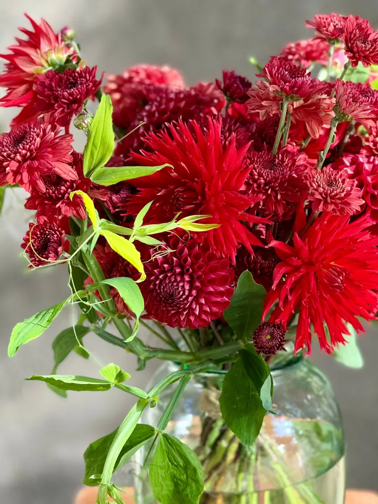 Dahlia Cornel | Top Cut Flower Variety