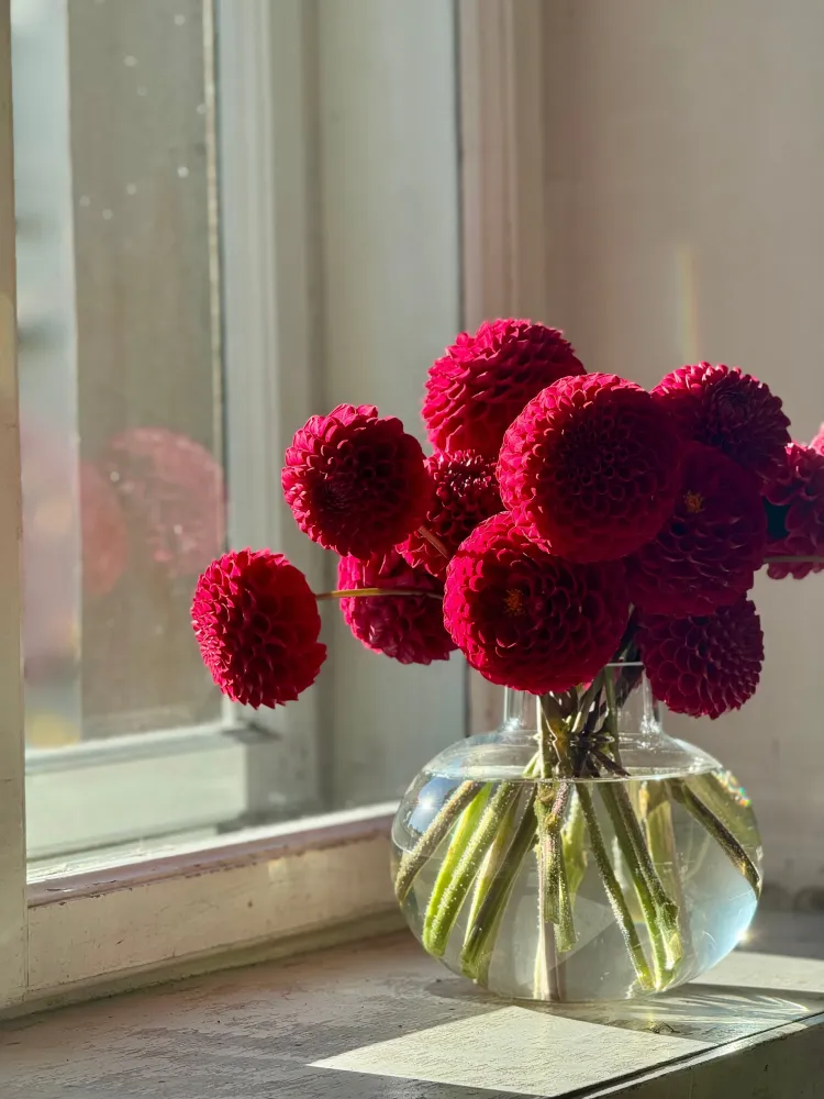 Dahlia Cornel | Top Cut Flower Variety