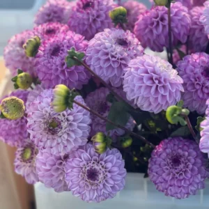 Dahlia Genova | Excellent cut flower