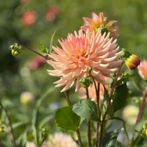 Dahlia Henriette | Ideal cut flower