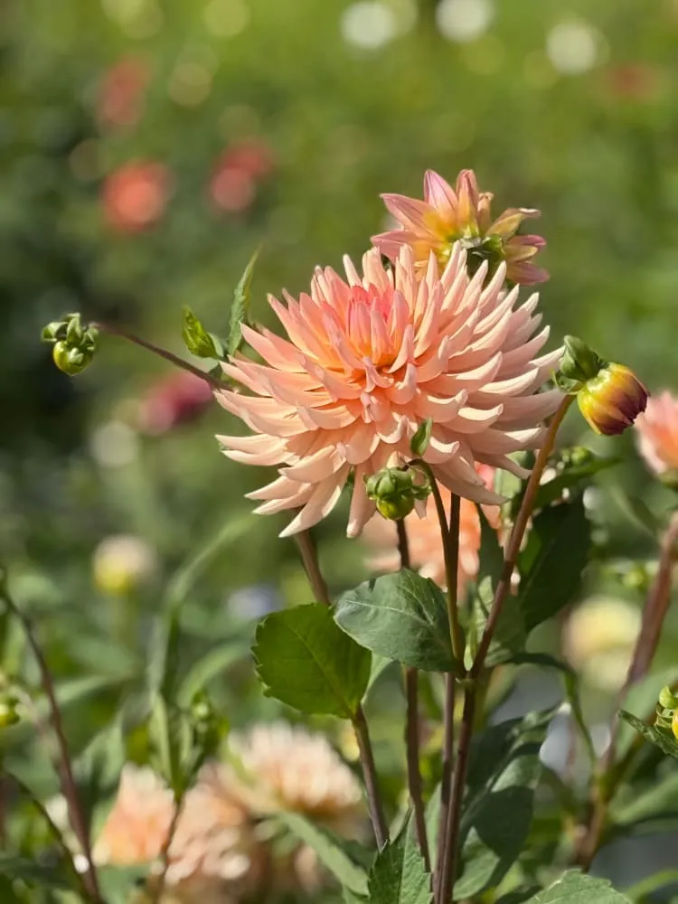 Dahlia Henriette | Ideal cut flower