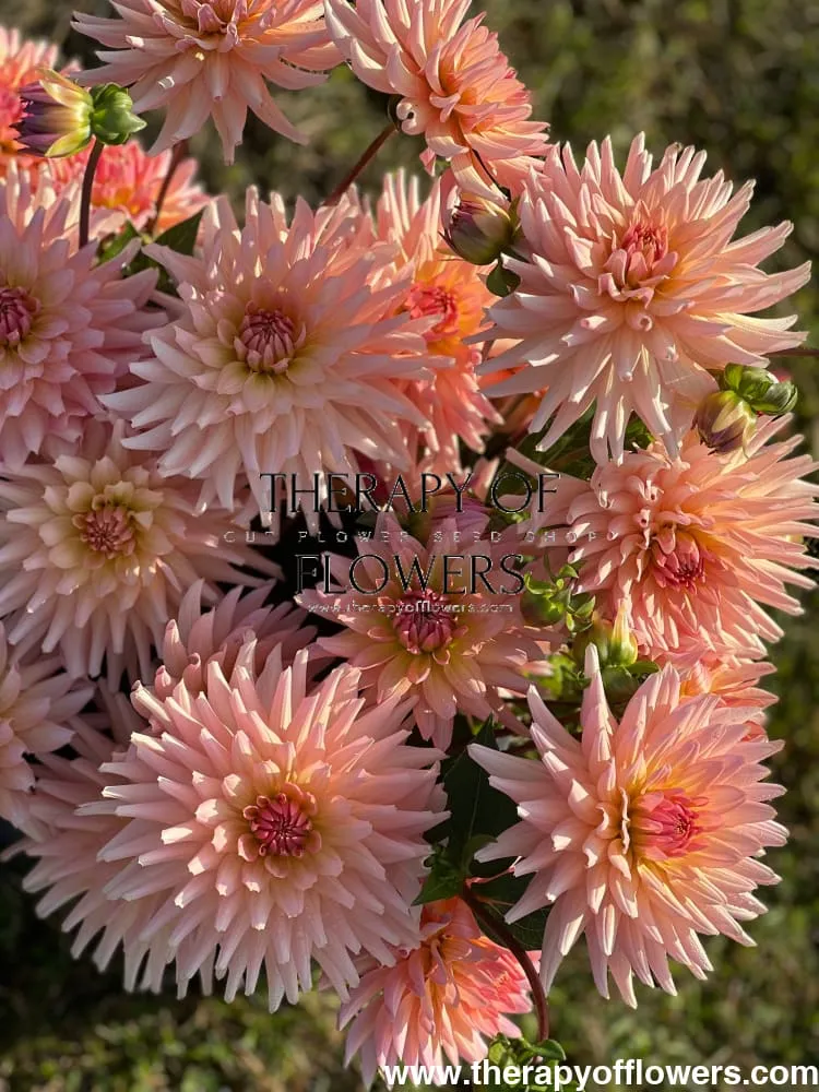 Dahlia Henriette | Ideal cut flower