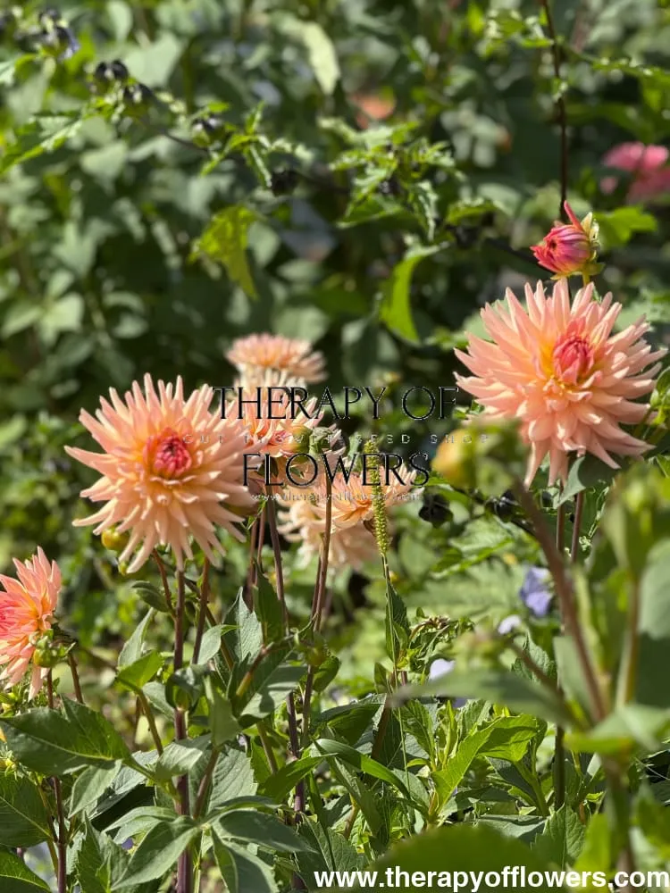 Dahlia Henriette | Ideal cut flower