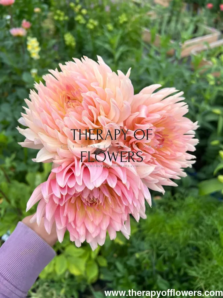 Dahlia Henriette | Ideal cut flower