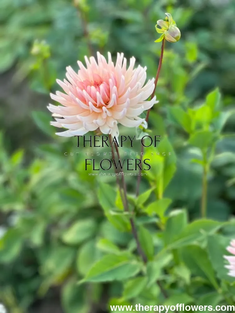 Dahlia Henriette | Ideal cut flower
