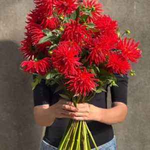 Dahlia Kikerigū | Cut Flower Dahlia