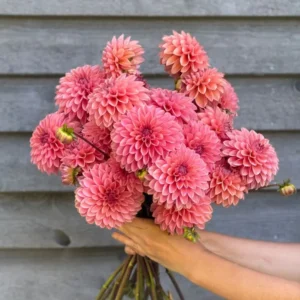 Dahlia Roza Pantera | Excellent cut flowers