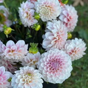 Dahlia Sweet Nathalie | Wedding Cut Flower