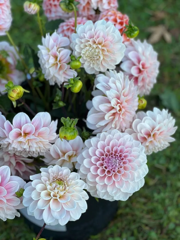 Dahlia Sweet Nathalie | Wedding Cut Flower